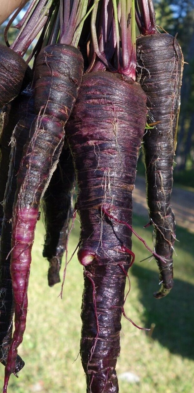 Black Nebula Carrot Seeds | Organic | Rare | Antioxidant Rich | Vegetable
