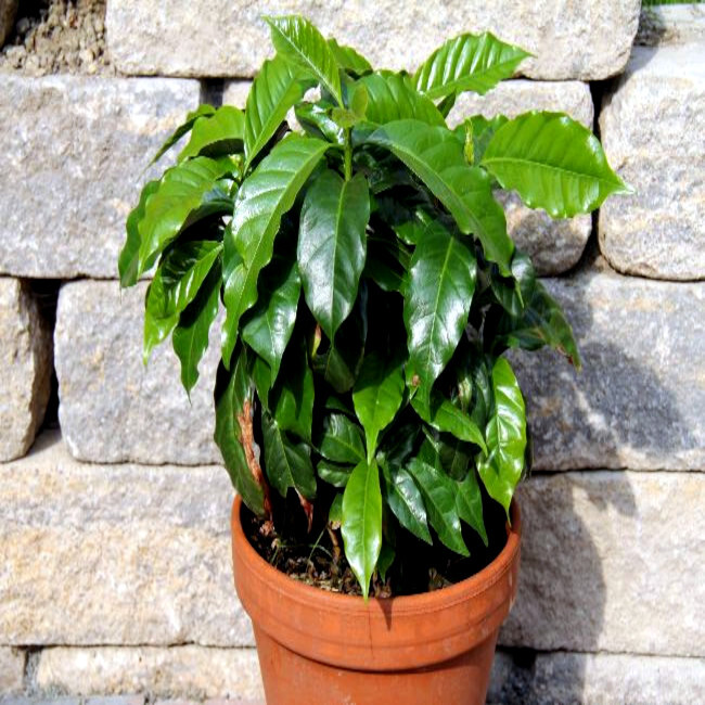 10 Coffea arabica Seeds Tropical EXOTIC Coffee Bean Indoor House Plant Tree RARE