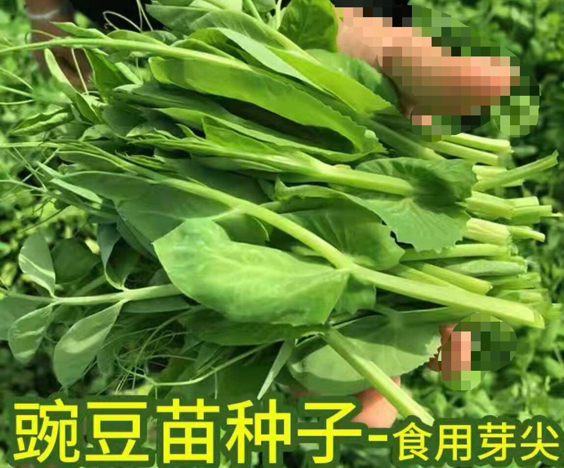 Pea seed set:snow pea,sugar snap pod pea,super pea shoots每种25粒甜豆种籽：荷兰豆豌豆豌豆苗2023年
