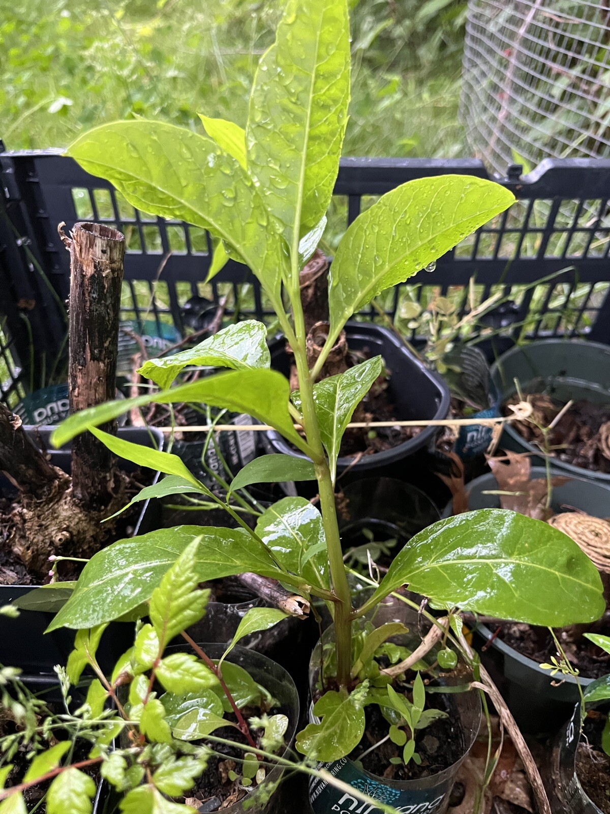 1 starter plant/root of Pokeberry or Pokeweed (Phytolacca americana)
