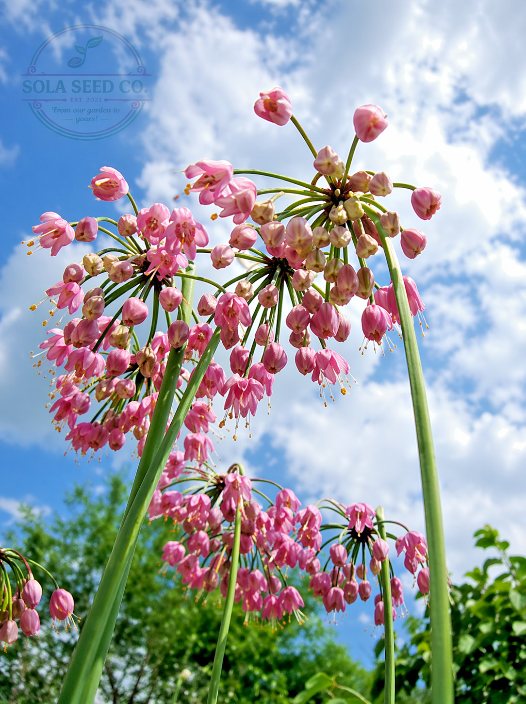 100 Prairie Onion Seeds (Allium stellatum) American Heirloom Non-GMO USA