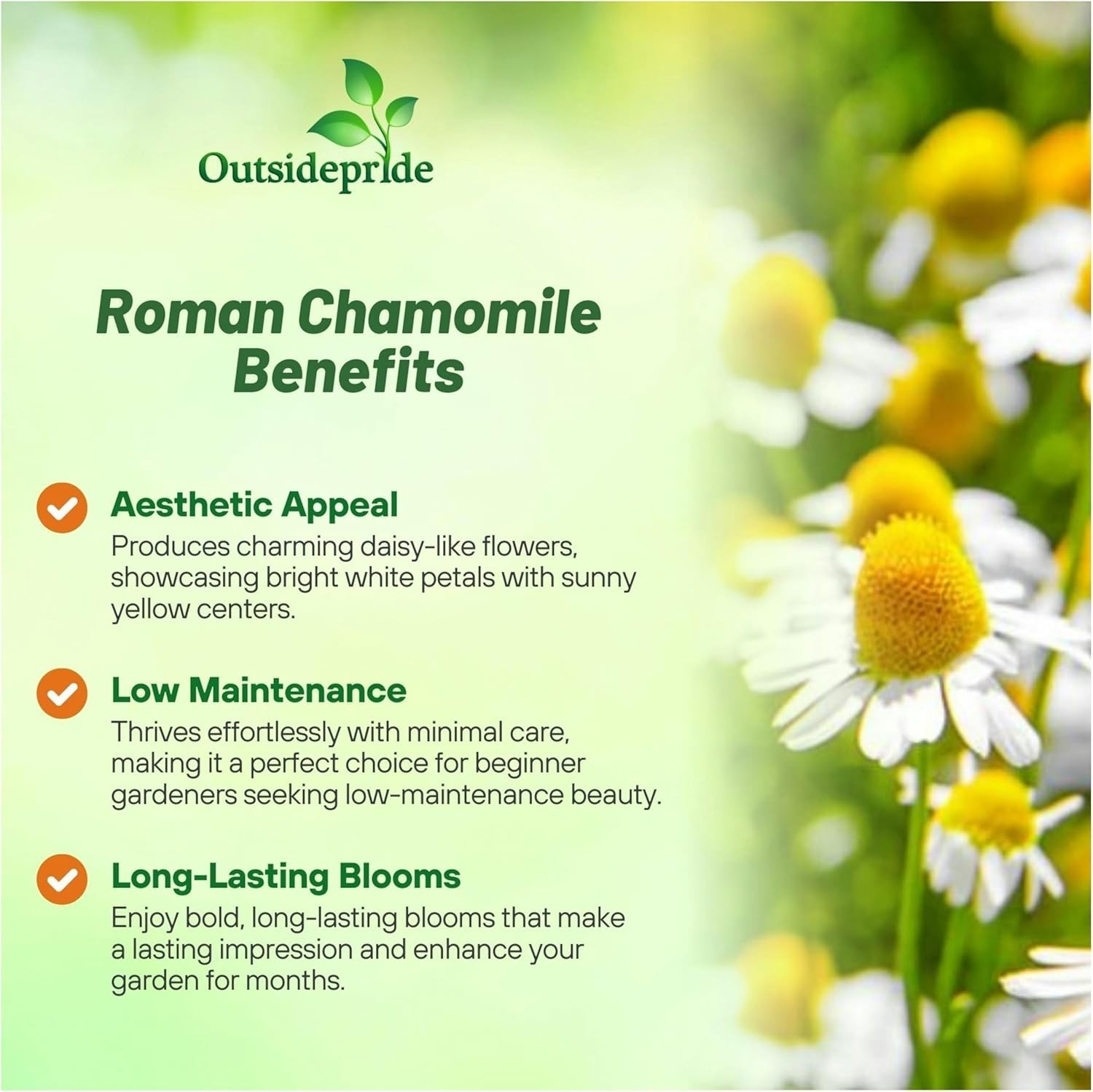 25000 Count Roman Chamomile Seeds – Perennial Herb for Beautiful Outdoor Spaces