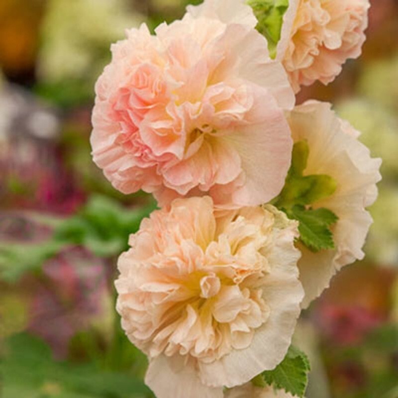 25 Apricot Rugosa Hollyhock Seeds Perennial Flower Seed Flowers US SELLER