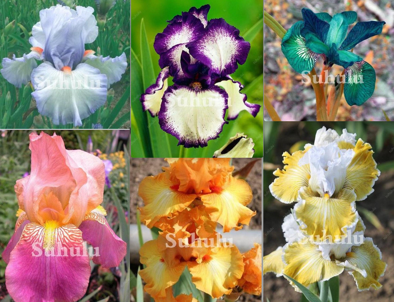20 SEEDS for MIXED COLORS IRIS rare flower exotic bloom garden plant USA Seller