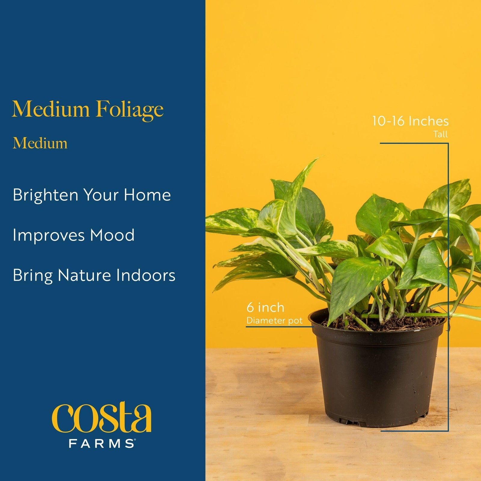 Live Indoor Plants Pack | Easy Care | 6 Varieties | 1-Foot Tall | 6-Inch Pots