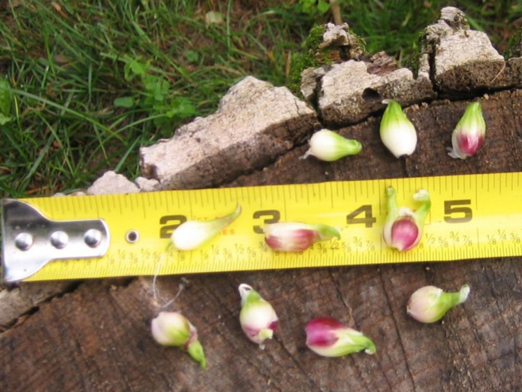 Egyptian Onions Catawissa Winter Walking Topset Spring Bulbs 10 Planters Jumbo