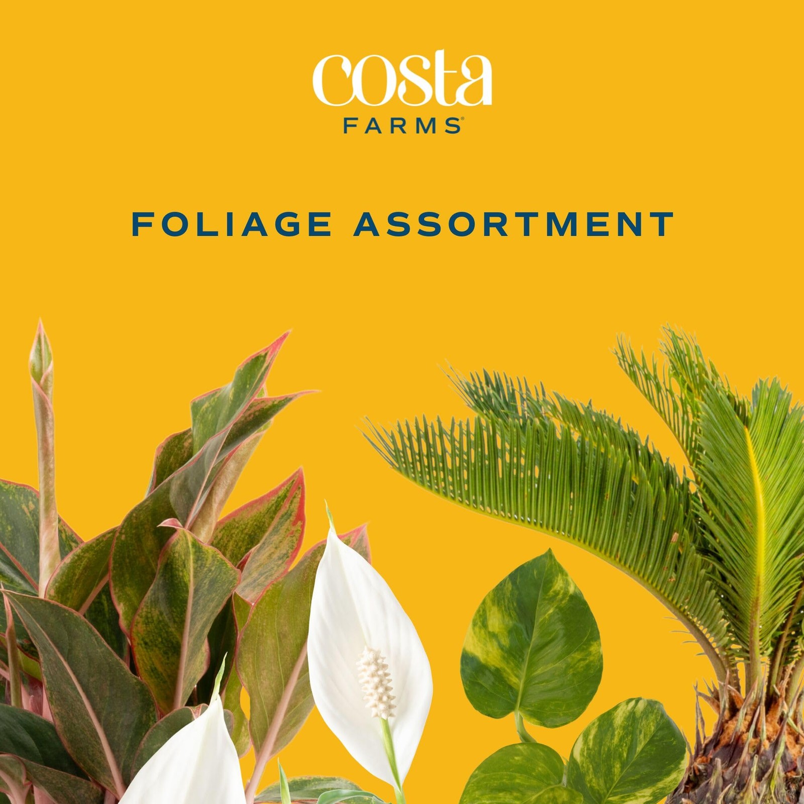 Live Indoor Plants Pack | Easy Care | 6 Varieties | 1-Foot Tall | 6-Inch Pots