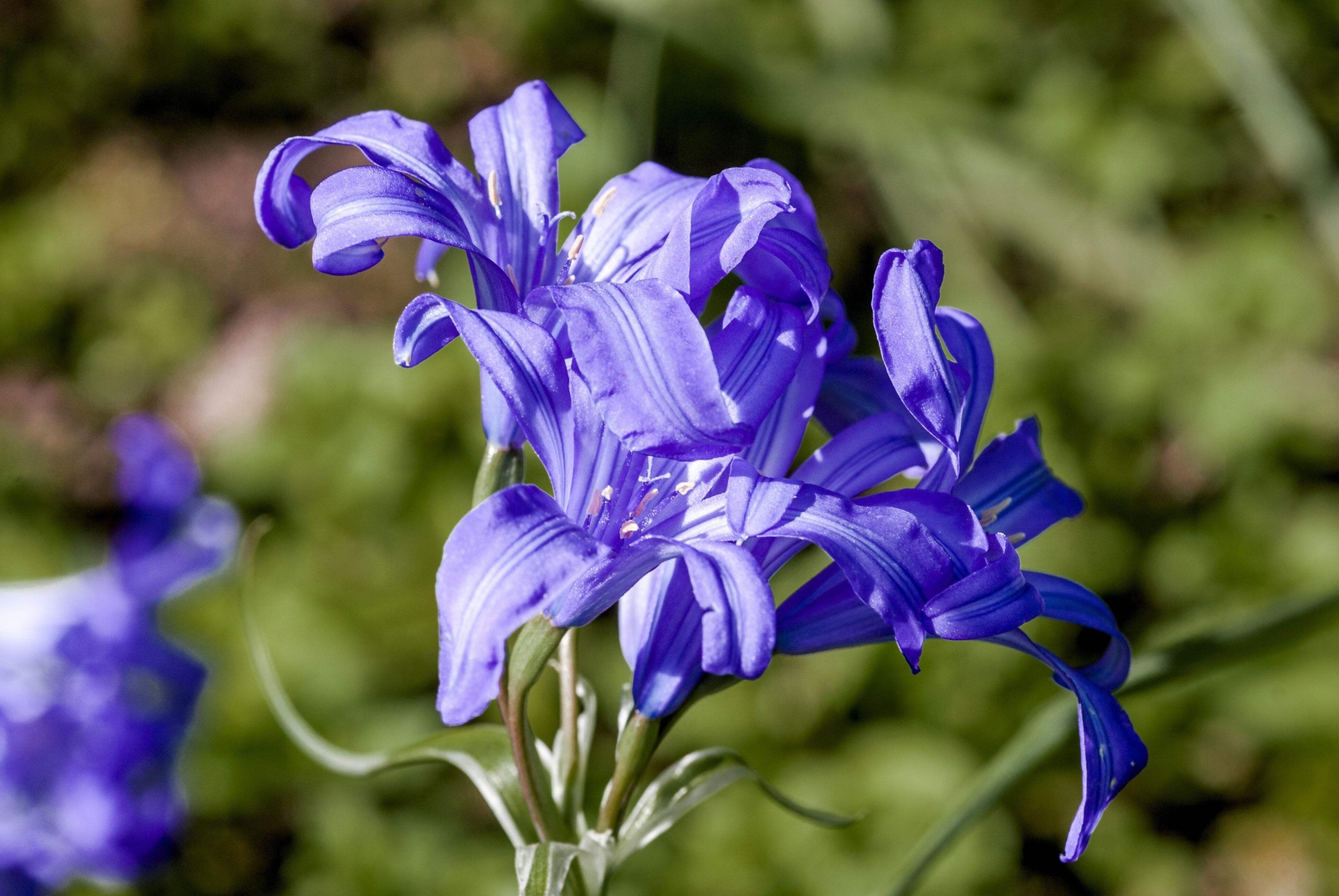 10 BLUE SIBERIAN LILY Mountain Ixia Altai Ixiolirion Tataricum Flower Seeds