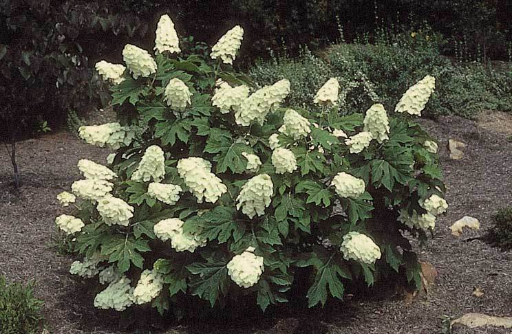 Oakleaf Hydrangea, Hydrangea Quercifolia, Seeds (Fast, Showy Flower, Fall Color)