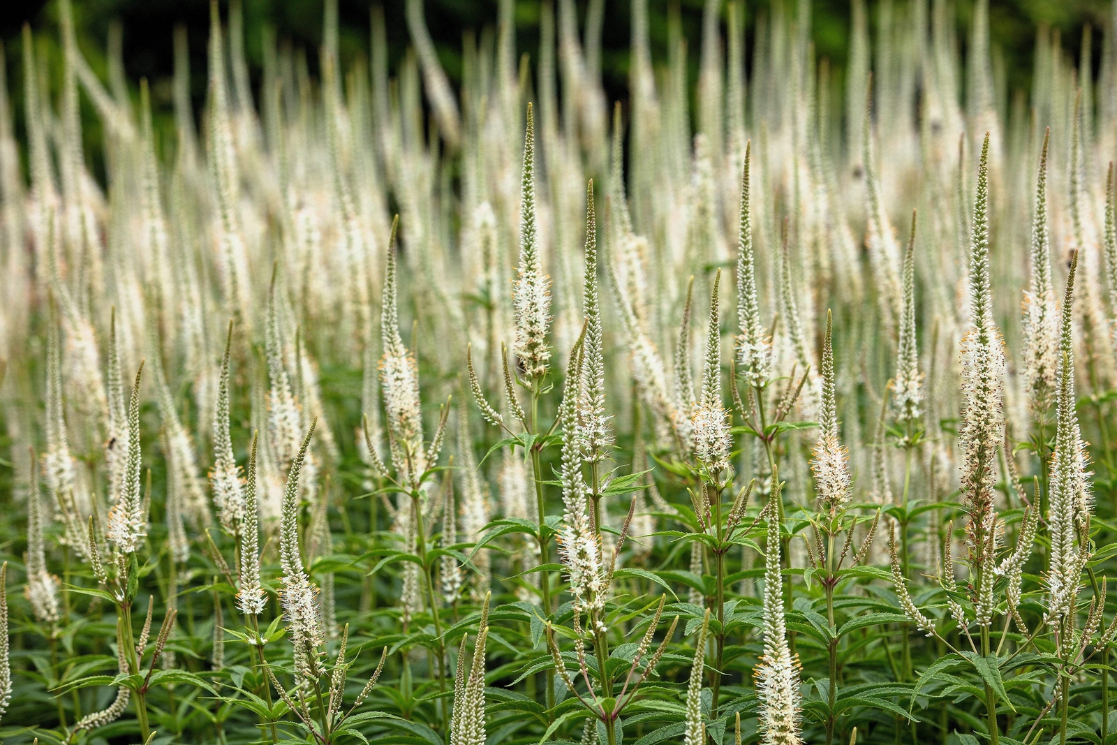 1000 CULVERS ROOT (Black Root) Veronicastrum Virginicum Flower Seeds