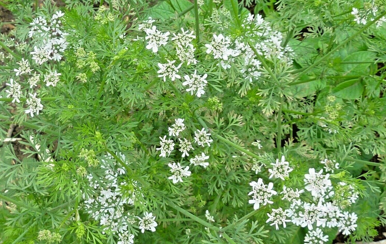 60+CILANTRO Seeds Coriander Salsa Tex Mex Kitchen Summer Garden Container Herb