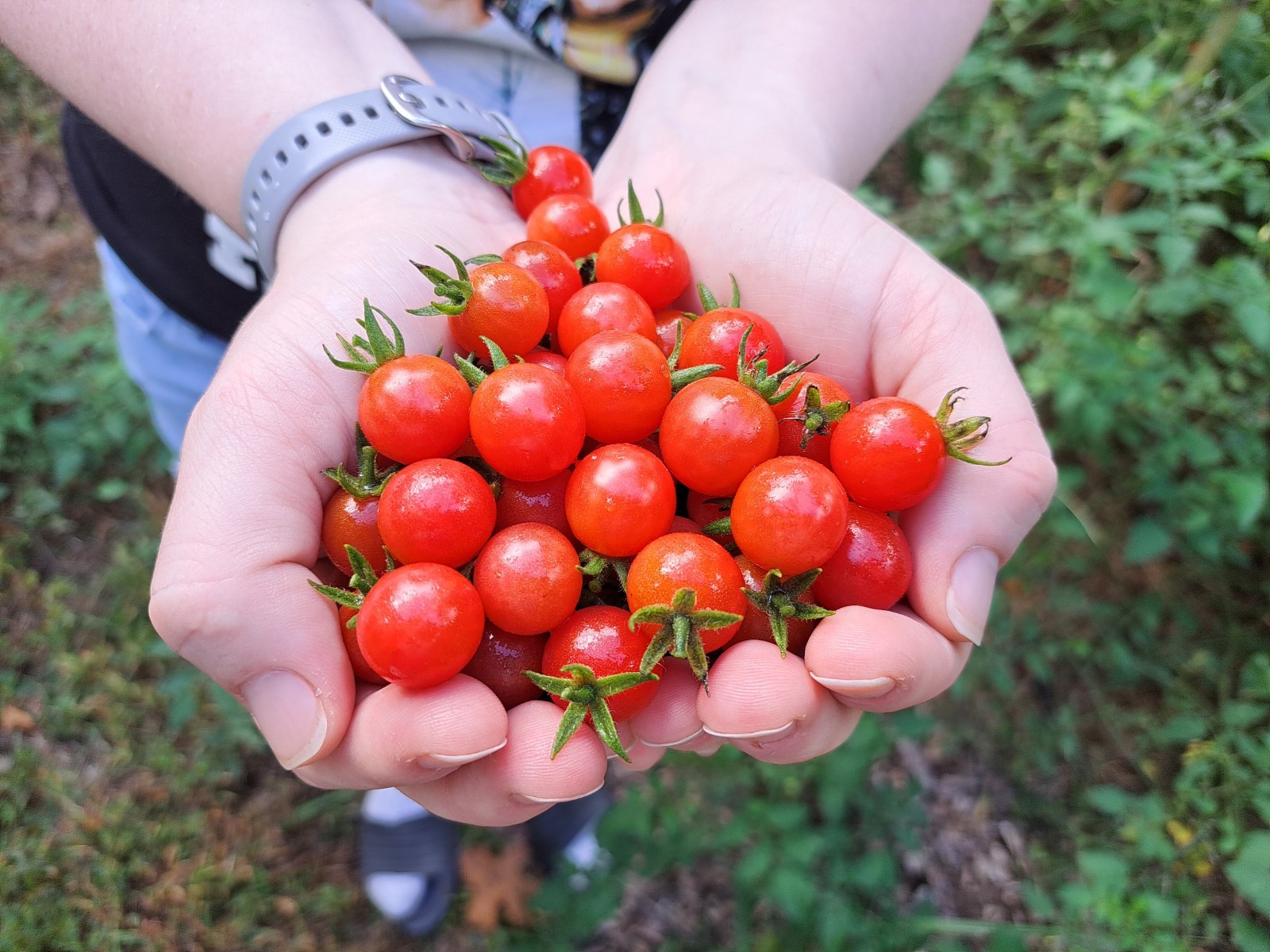 100 Everglades Tomato Seeds – Open Pollinated