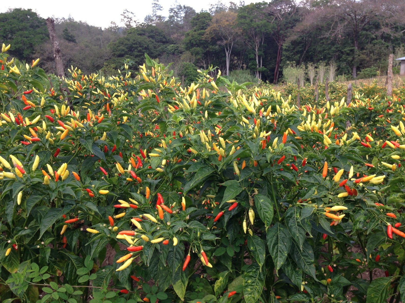 Multi hot pepper seed-pak 6 EZ varieties non-gmo heirloom BIG FLAVOR!!