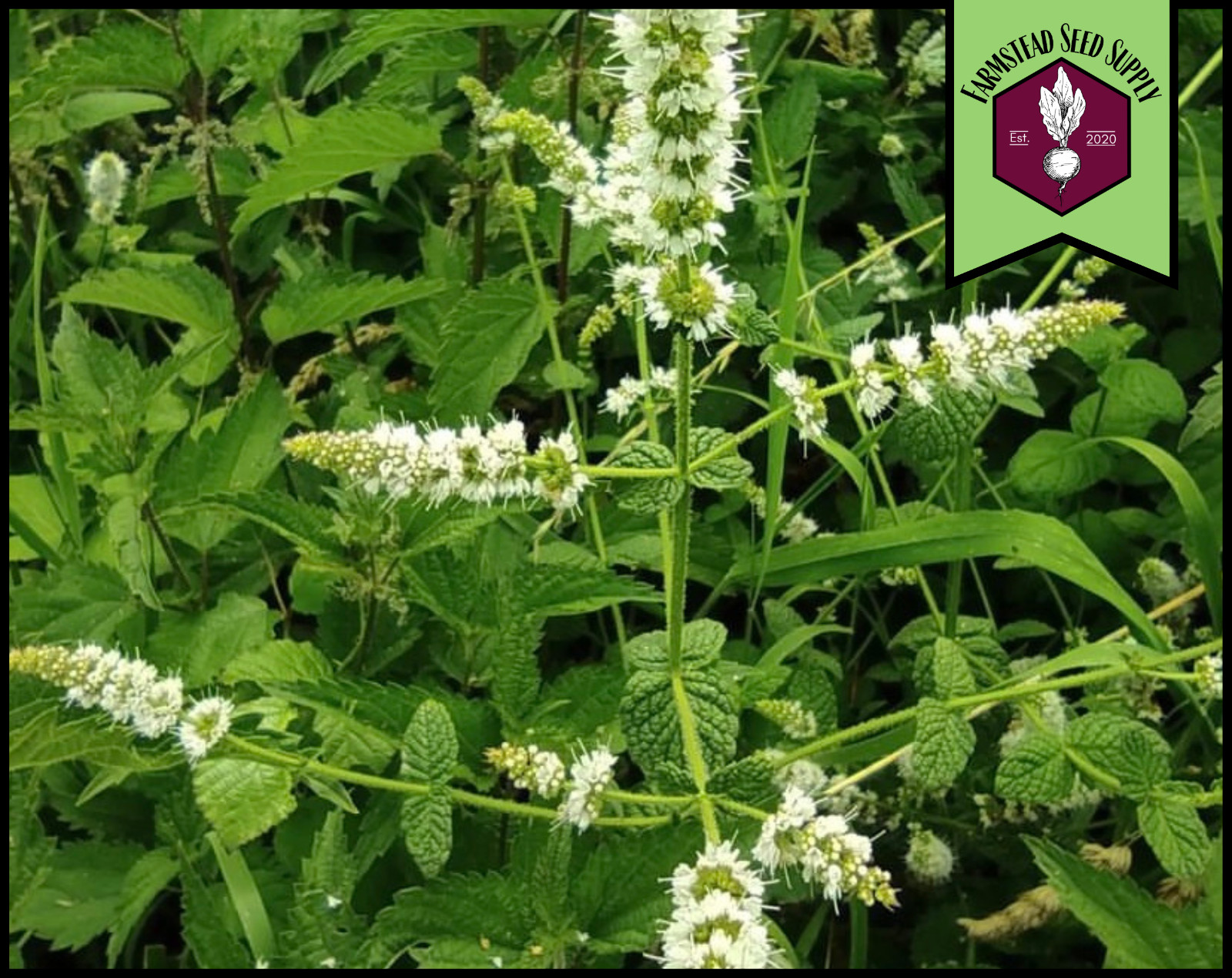 3,000+ Spearmint Seeds | Perennial Container Herb Gardening Seed, Mentha spicata