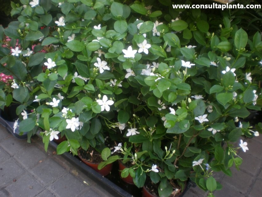 Asian Snow Jasmine~Wrightia antidysenter~Small Rooted STARTER Plant~Fragrant