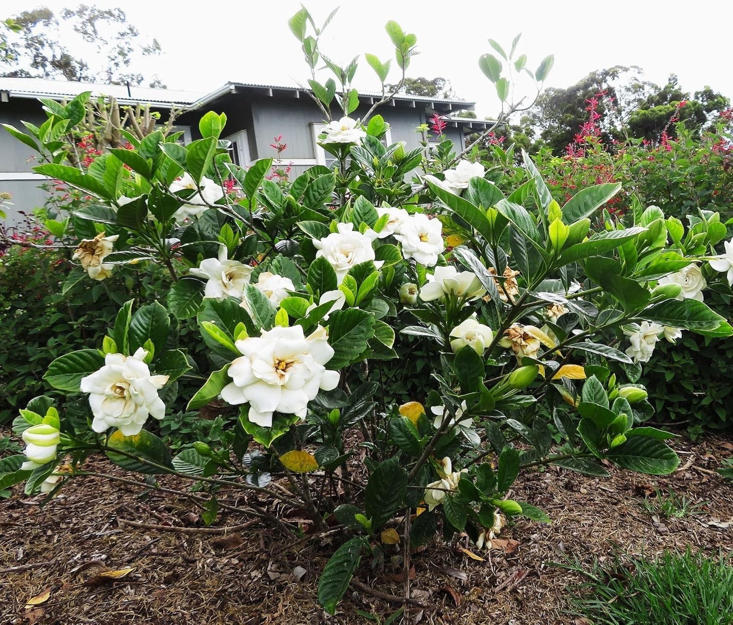 500+ Gardenia Jasminoides Seeds Fragrant White Cape Jasmine Flower Tropical Shru