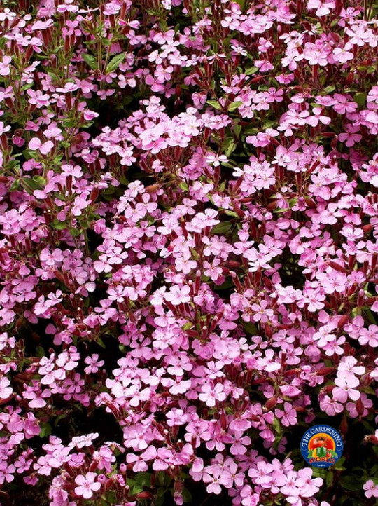 500 Soapwort Flower Seeds Saponaria ocymoides (Ground Cover, Rock Garden)
