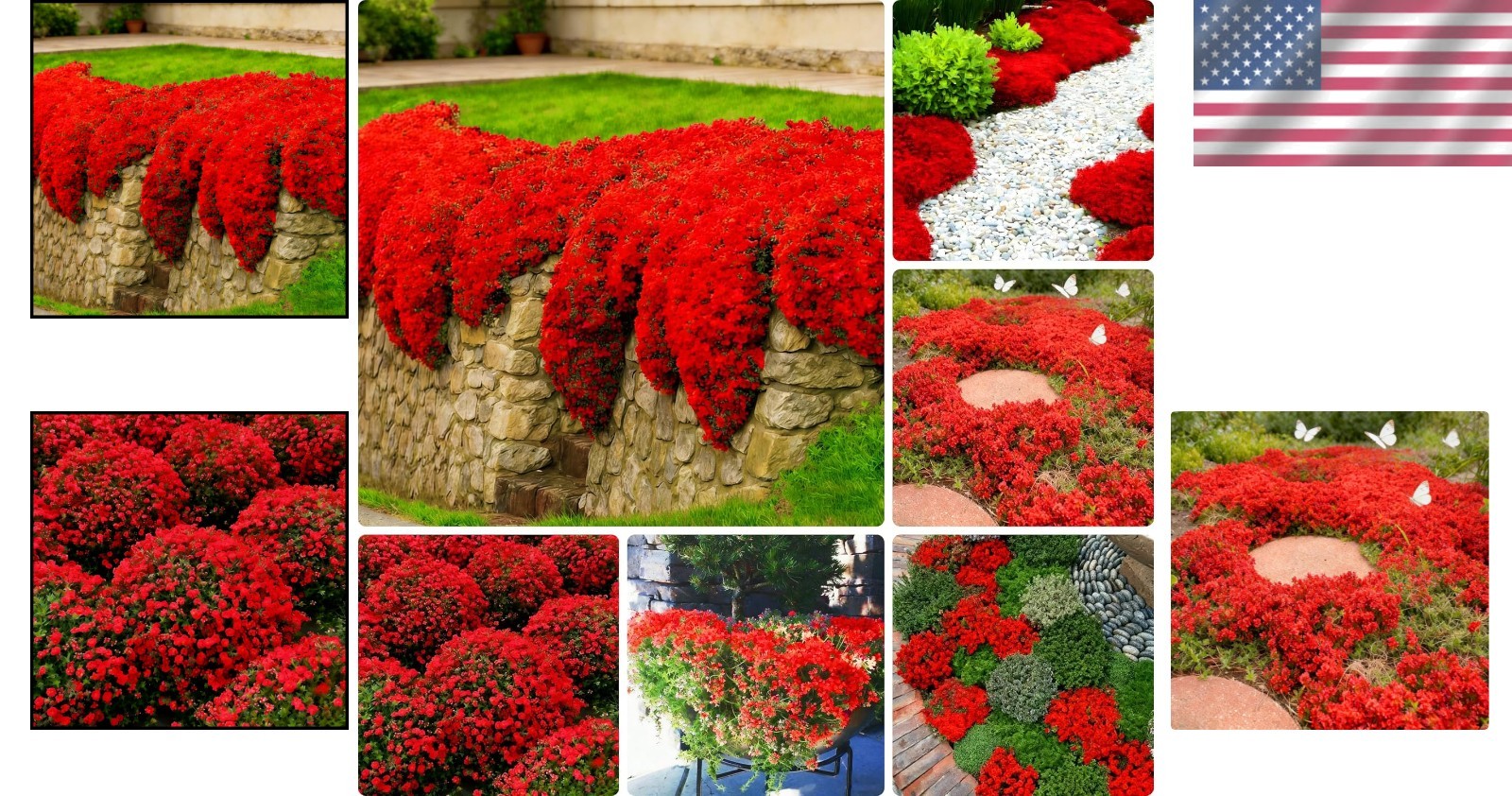Red Creeping Thyme Flower Seeds for Planting, 20010+pcs Perennial Creeping Wi…