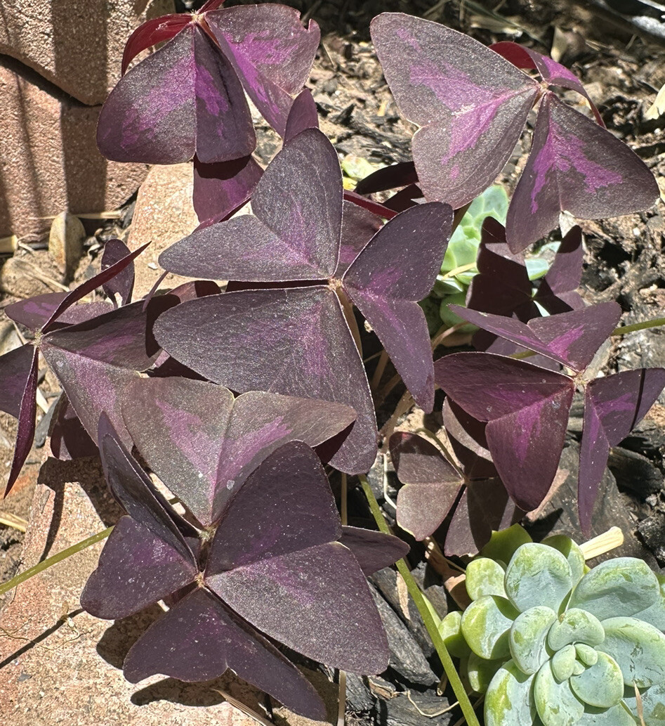 Oxalis triangularis aka “Purple Shamrock” Bulbs