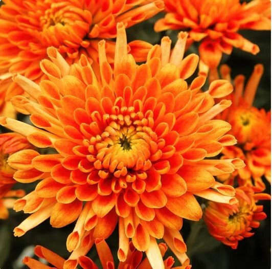 Citrus Glow Mum Chrysanthemum Seeds 200+ Seeds Mum Flower Flower Seeds