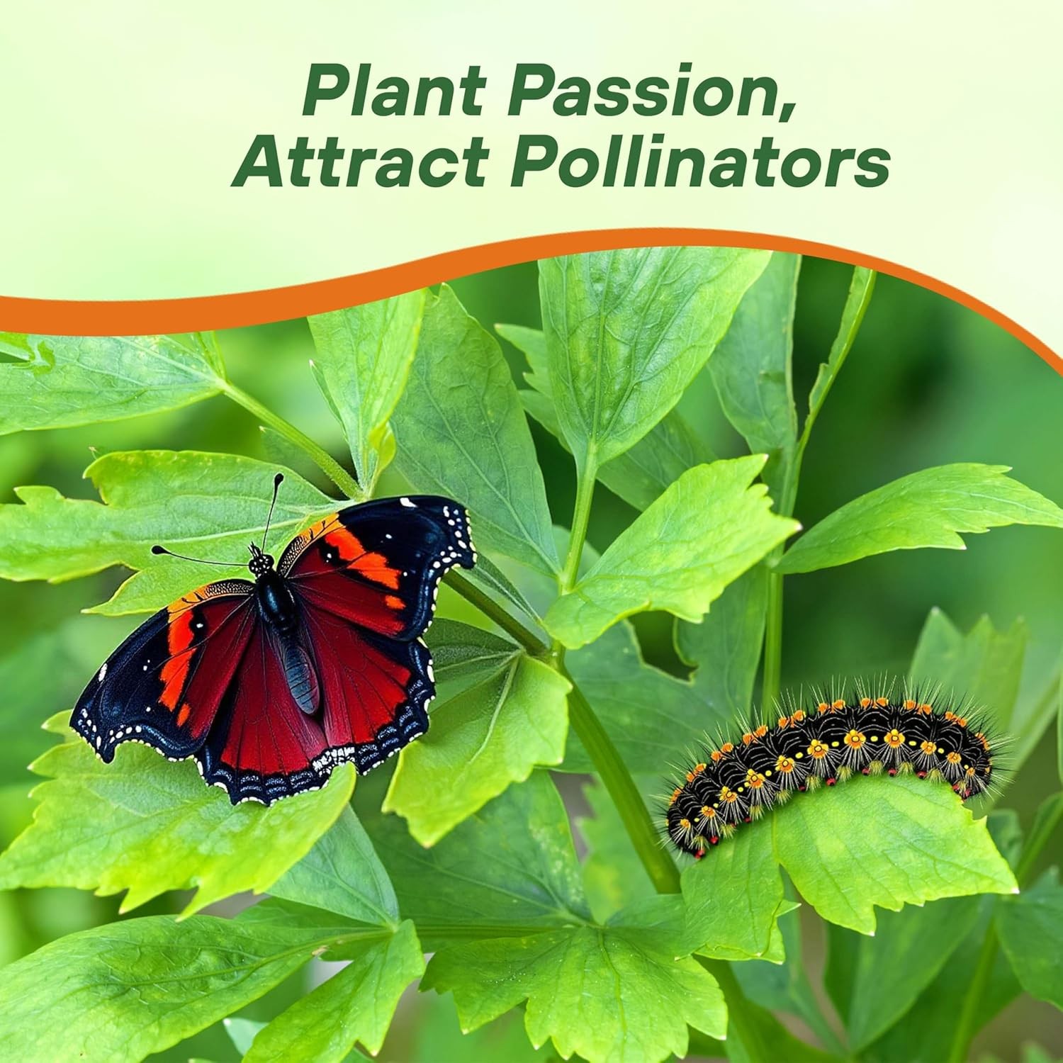 2000 Seeds Drought Tolerant Lovage Vegetable Garden Plant Seed For Xeriscaping