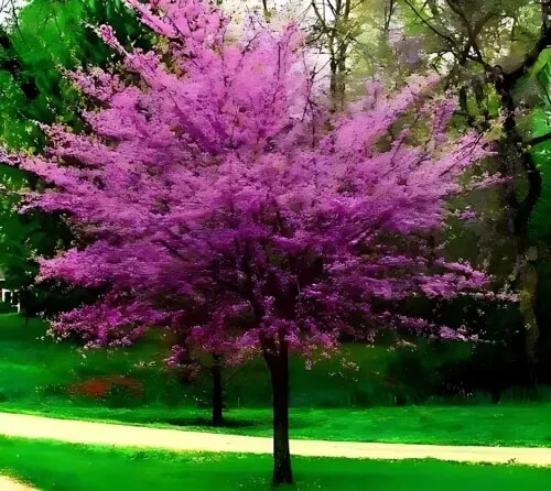 Eastern Redbud Tree Seeds ⏳Free Fast Shipping ⏳ US Seller🎄 Quantity – 30 Seeds