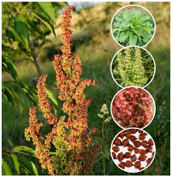 100 Organic Curly/Yellow Dock Seeds ~ Rumex crispus *Free US Shipping*