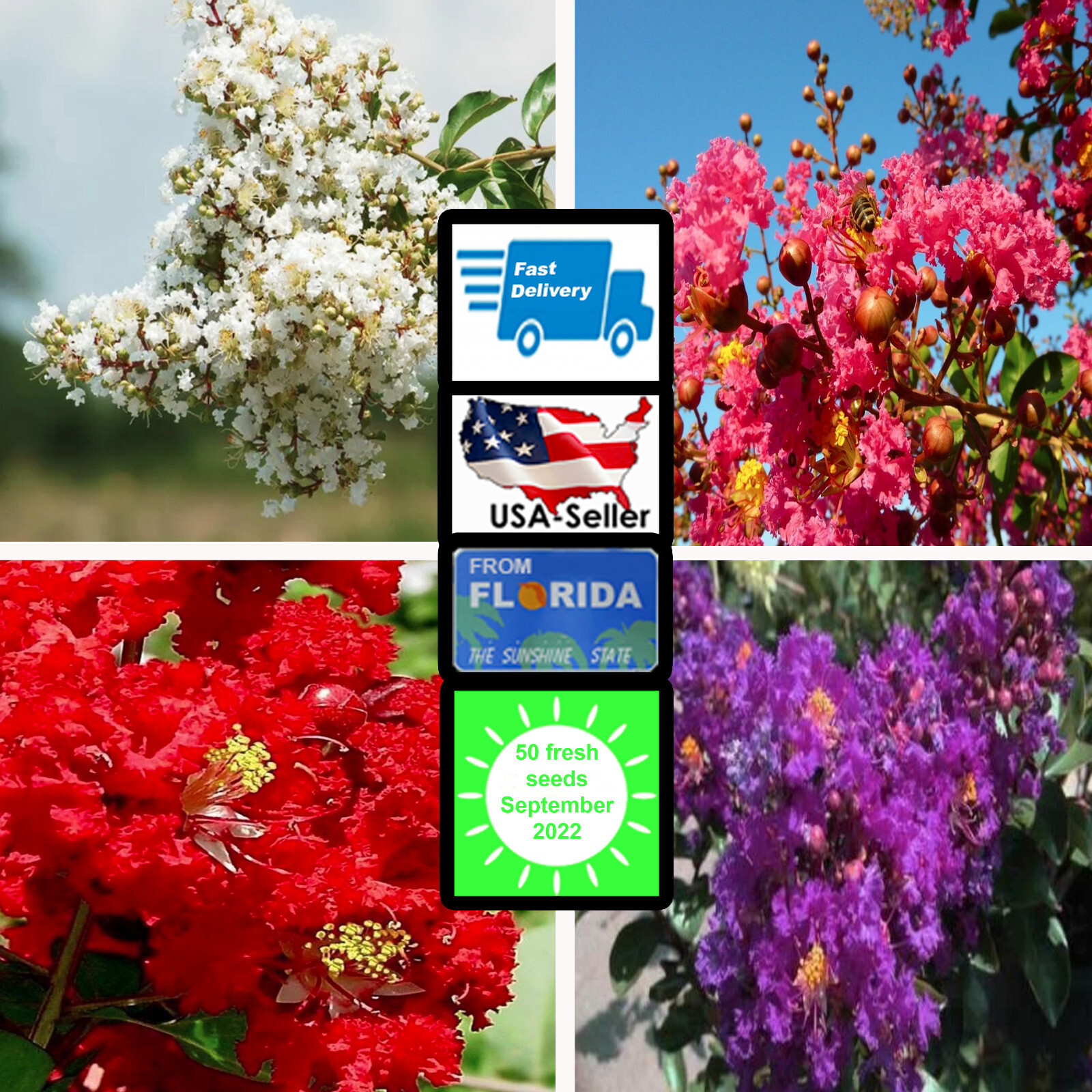 50 MIXED CREPE MYRTLE Lagerstroemia Tree Shrub Crape 4 Color Mix – Flower Seeds
