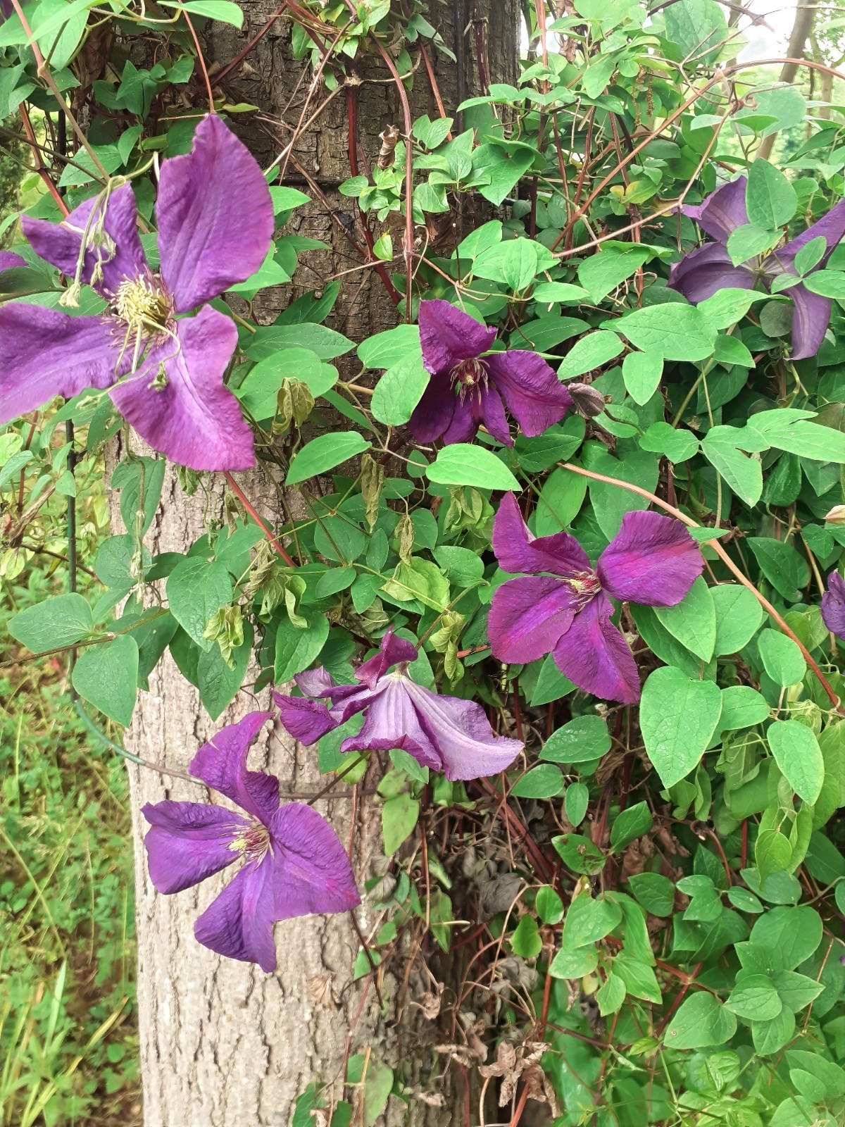 Purple Clematis viticella Seeds, Italian Leather Flower, Hardy – 4 Climber Vine