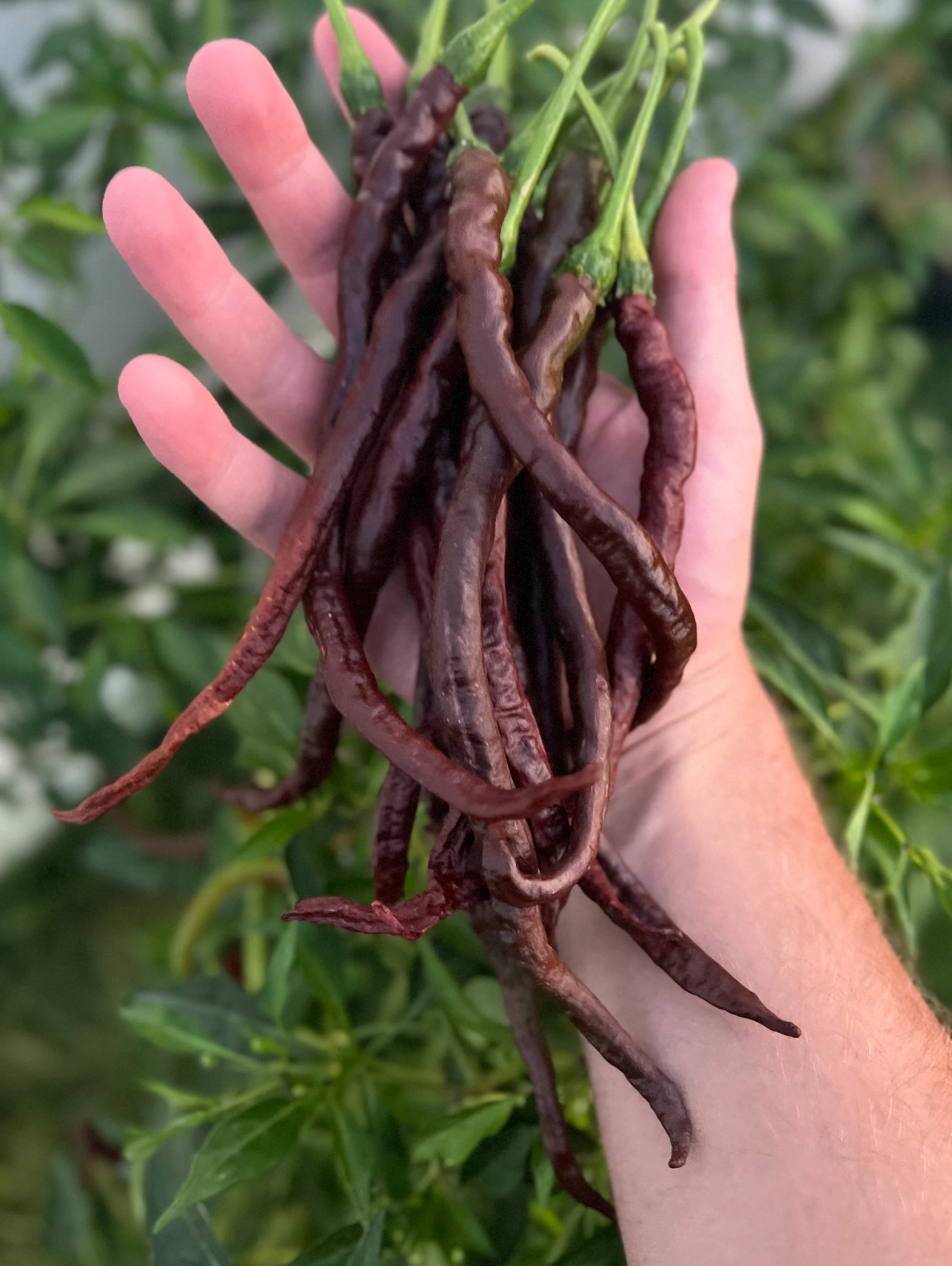 Thunder Cacho Brown Extra Long Pepper Seeds – Organic Non-GMO Pepper Seeds
