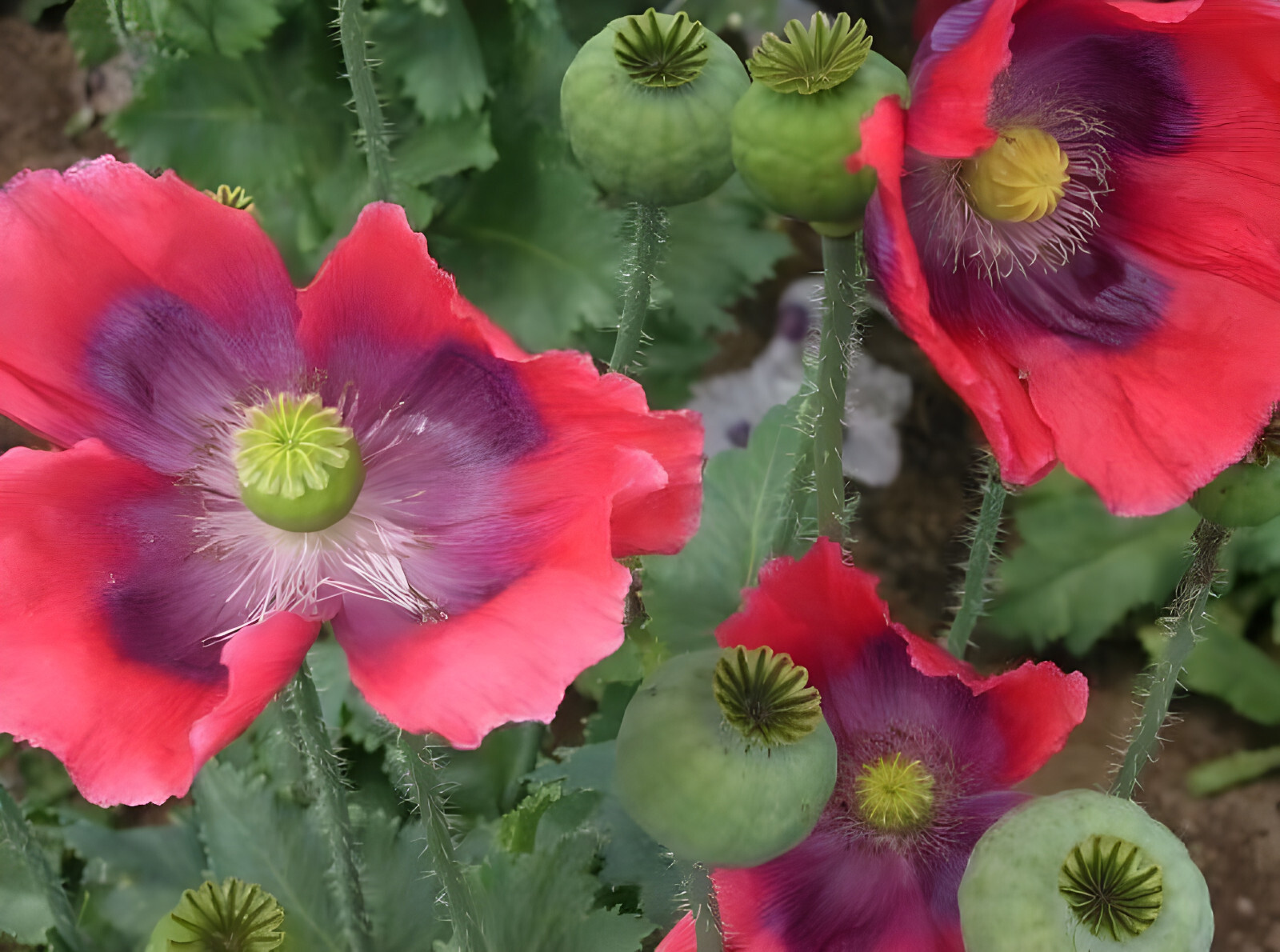 1,000 The Giant – Giganteum P. Somniferum Poppy Seeds -HUGE Pink&Purple Blooms!