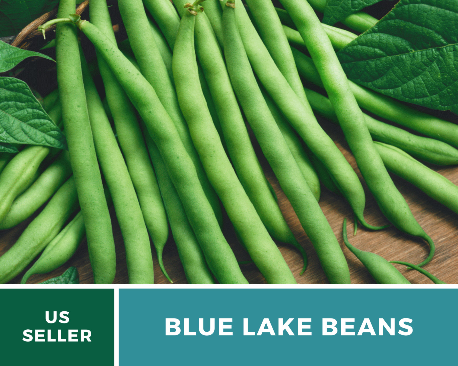 Bean, Blue Lake – 50 Seeds, Pole, Heirloom Vegetable (Phaseolus vulgaris)