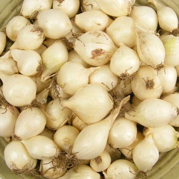 White Onion Sets – Grown Naturally, Non-GMO 1 Lb. (80+Bulbs) Shipping Now