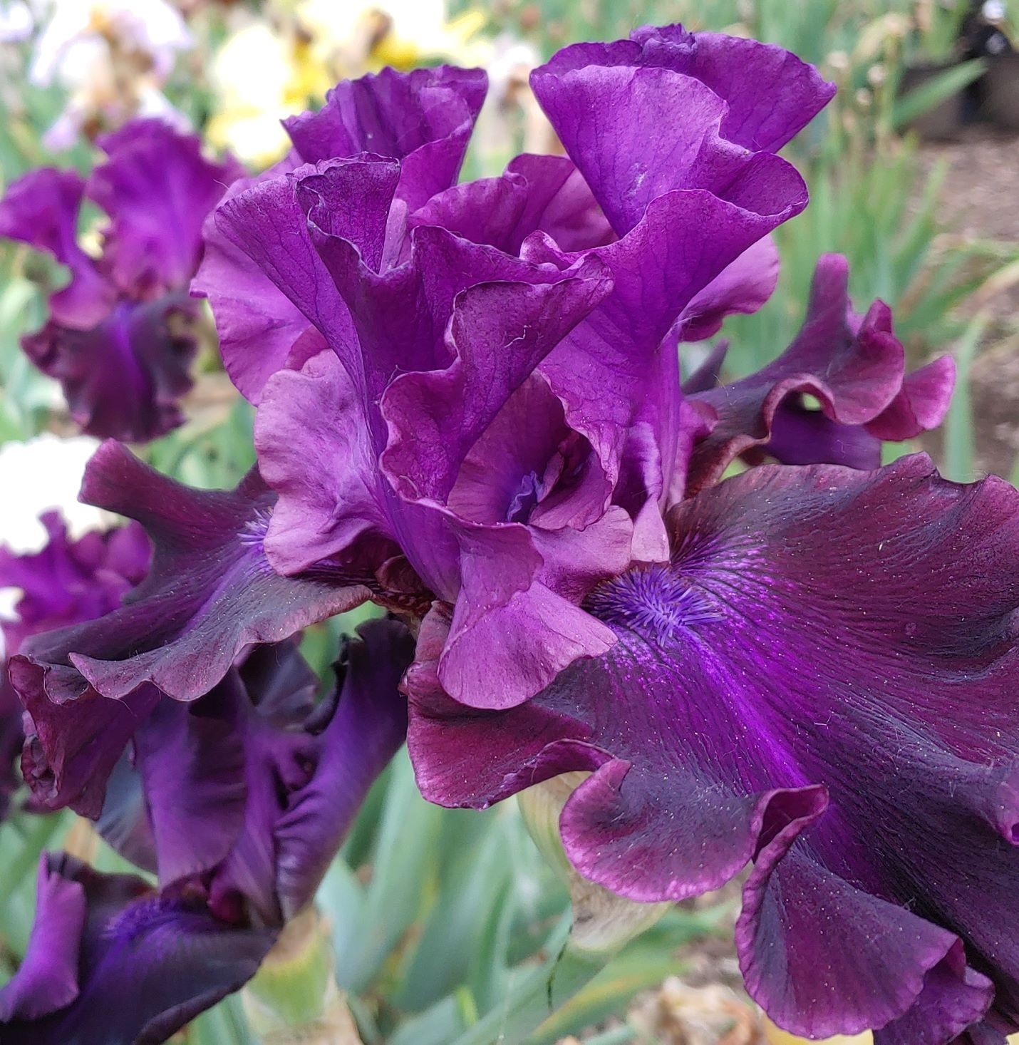 private listing ‘ Tall Bearded Iris Rhizome PRE-SALE to Ship Aug/Sept