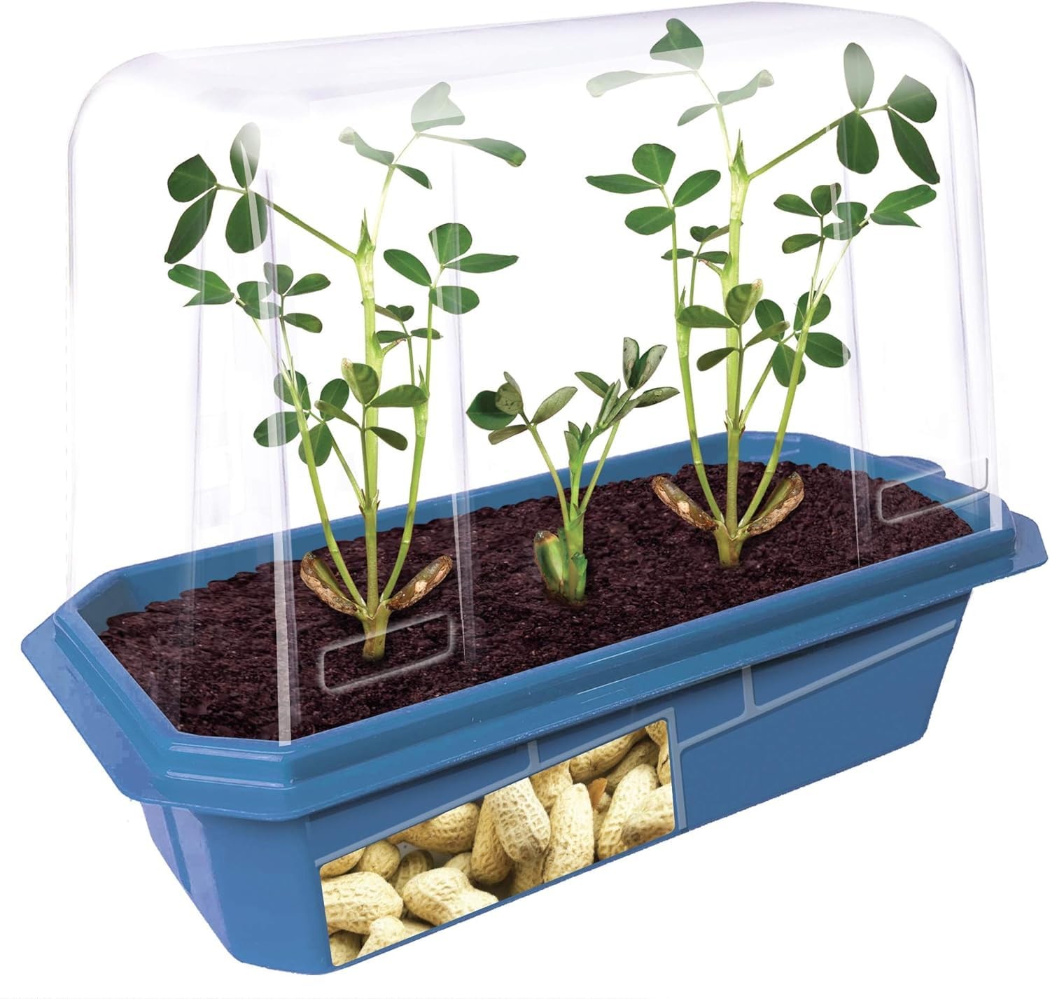 Peanut Plant Garden Kit, Grow Delicious Healthy High Protein Peanuts, Plantin…