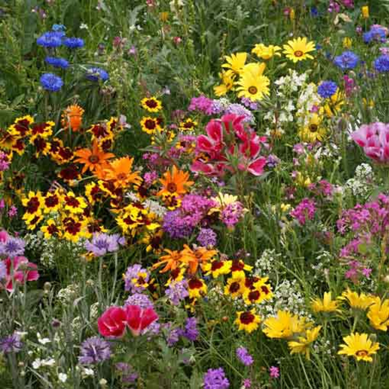 Low Grow Wildflower Mix Seeds 200+ Flower Mix COLORFUL 18 Species USA FREE S&H
