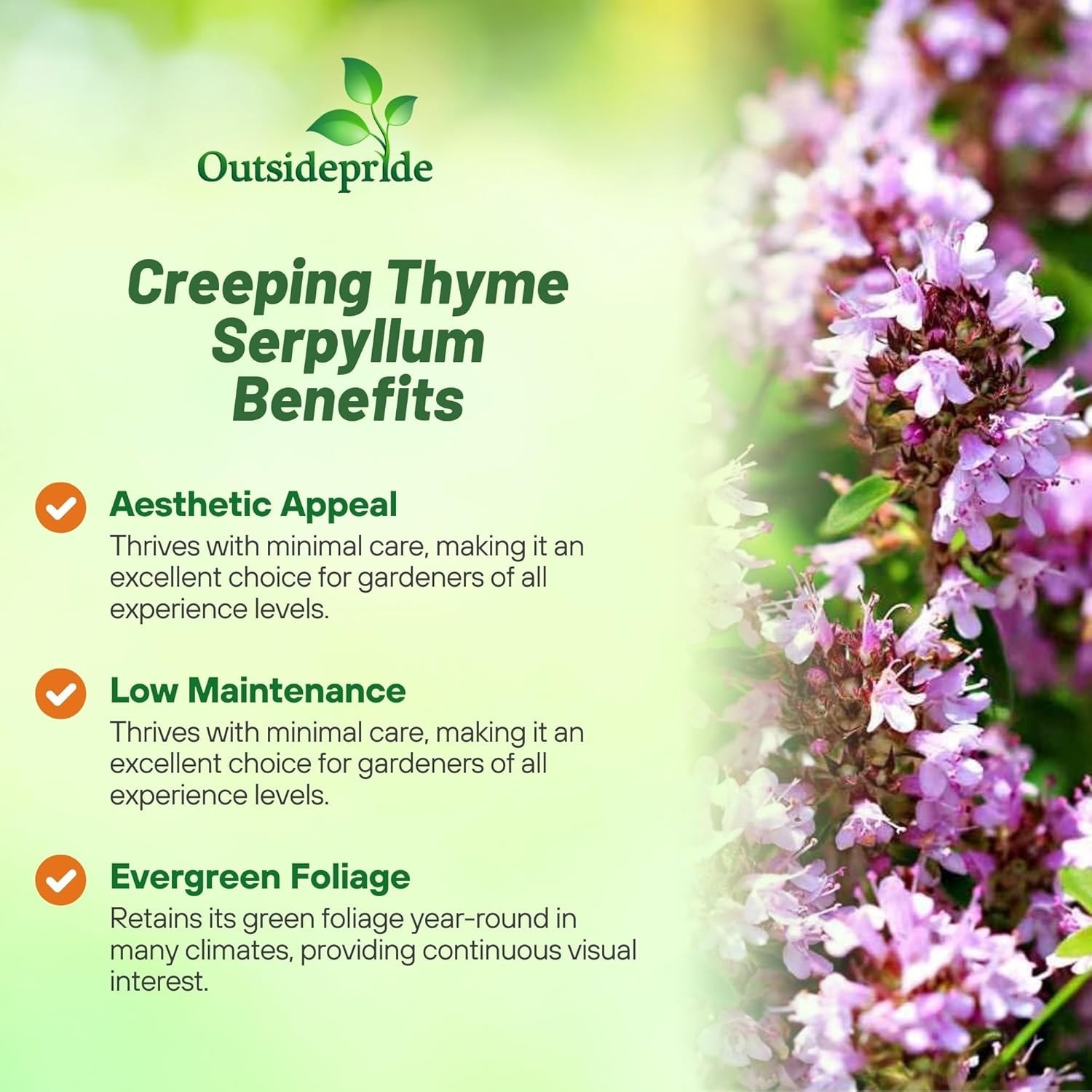 Easy-to-Grow Creeping Thyme Seeds – Fragrant Purple Flowers