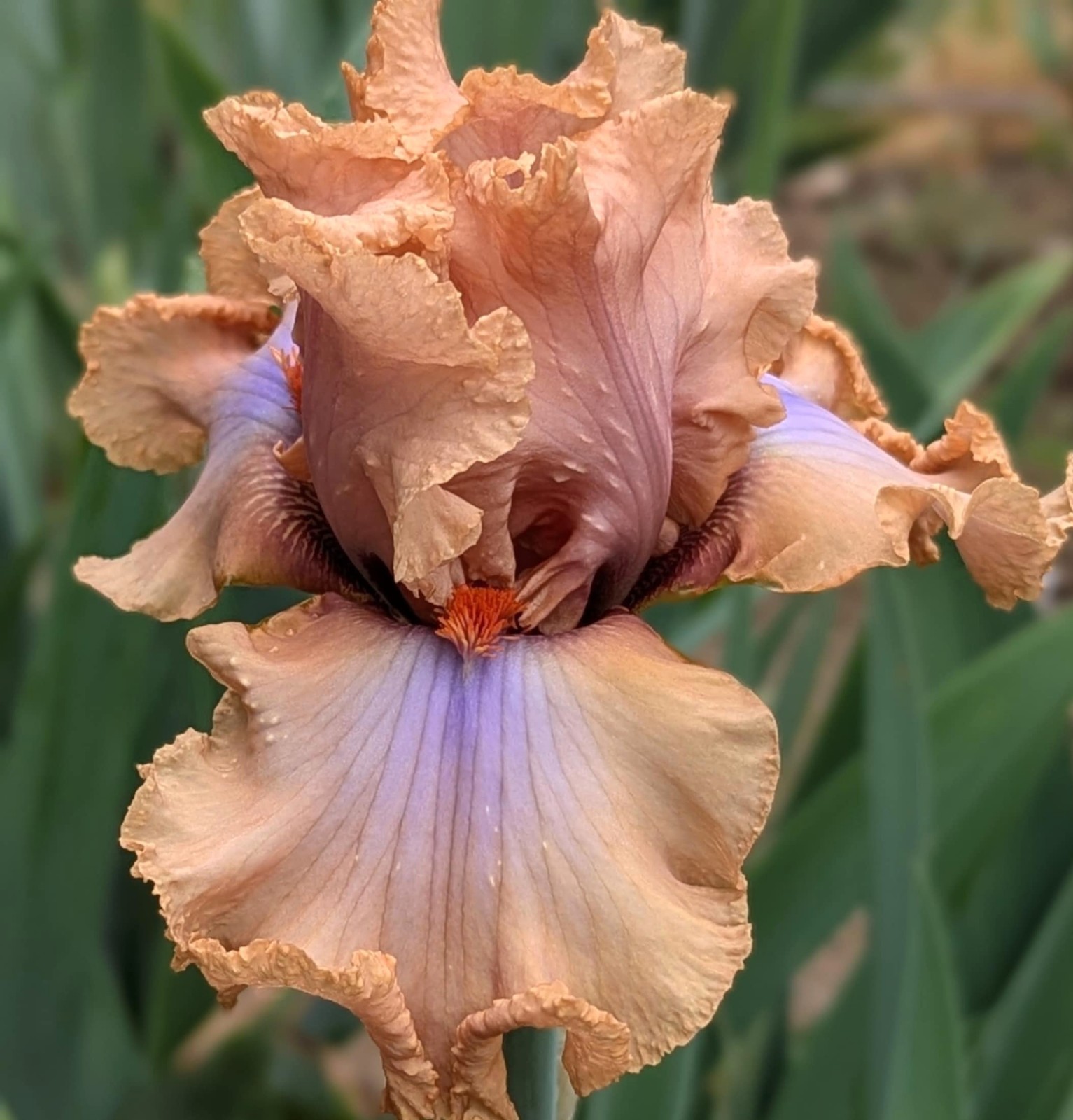 ‘Audacious Amber’ ‘ TB Bearded Iris Rhizome PRE-SALE to Ship Aug/Sept