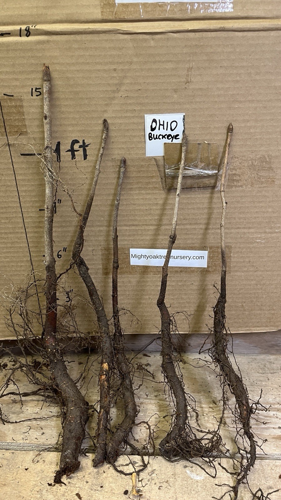 6-12” tall Ohio Buckeye (Aesculus glabra) 1-2 year old tree, bare root plant