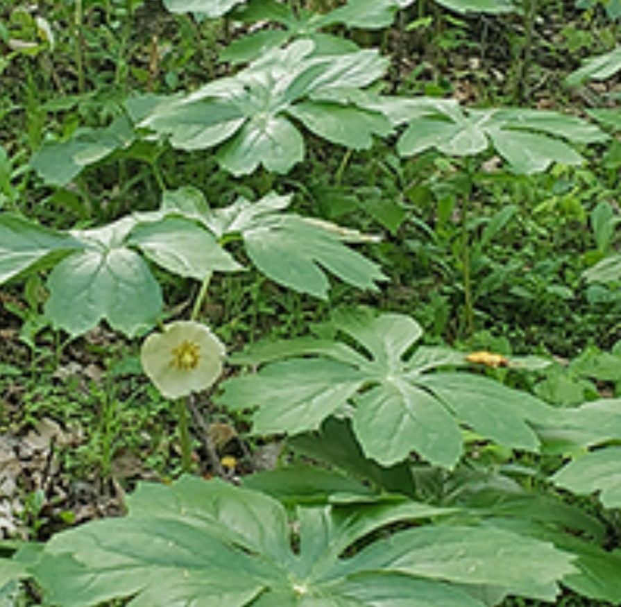 20 Fresh XL Mayapple Rhizomes / Bare Root Herb Spring Planting