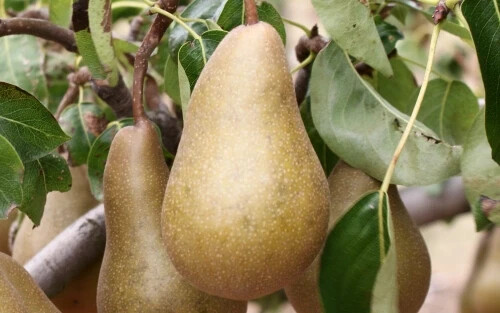 25+ Beurre Bosc Pear Seeds for Garden Planting – USA – FREE SHIPPING!