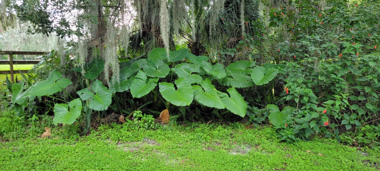 LARGE Bulb (1) Giant Elephant Ear Colocasia – FREE SHIPPING