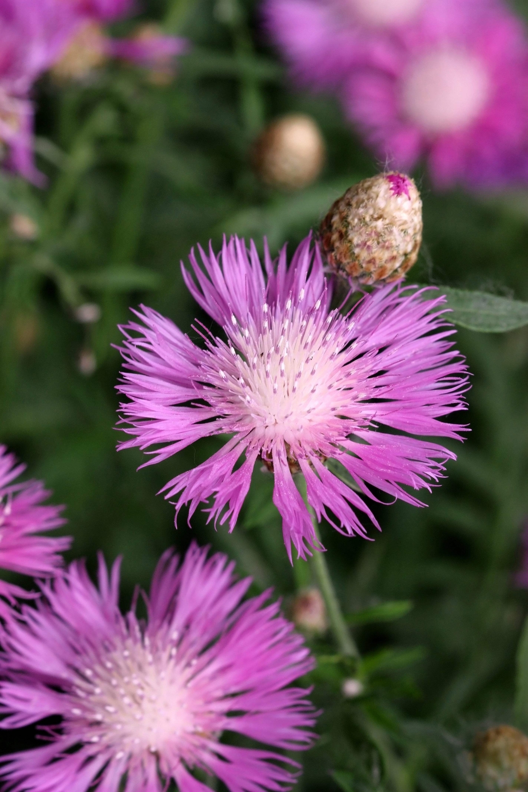 500 MIXED SWEET SULTAN Imperialis Mix Amberboa Moschata Centaurea Flower Seeds