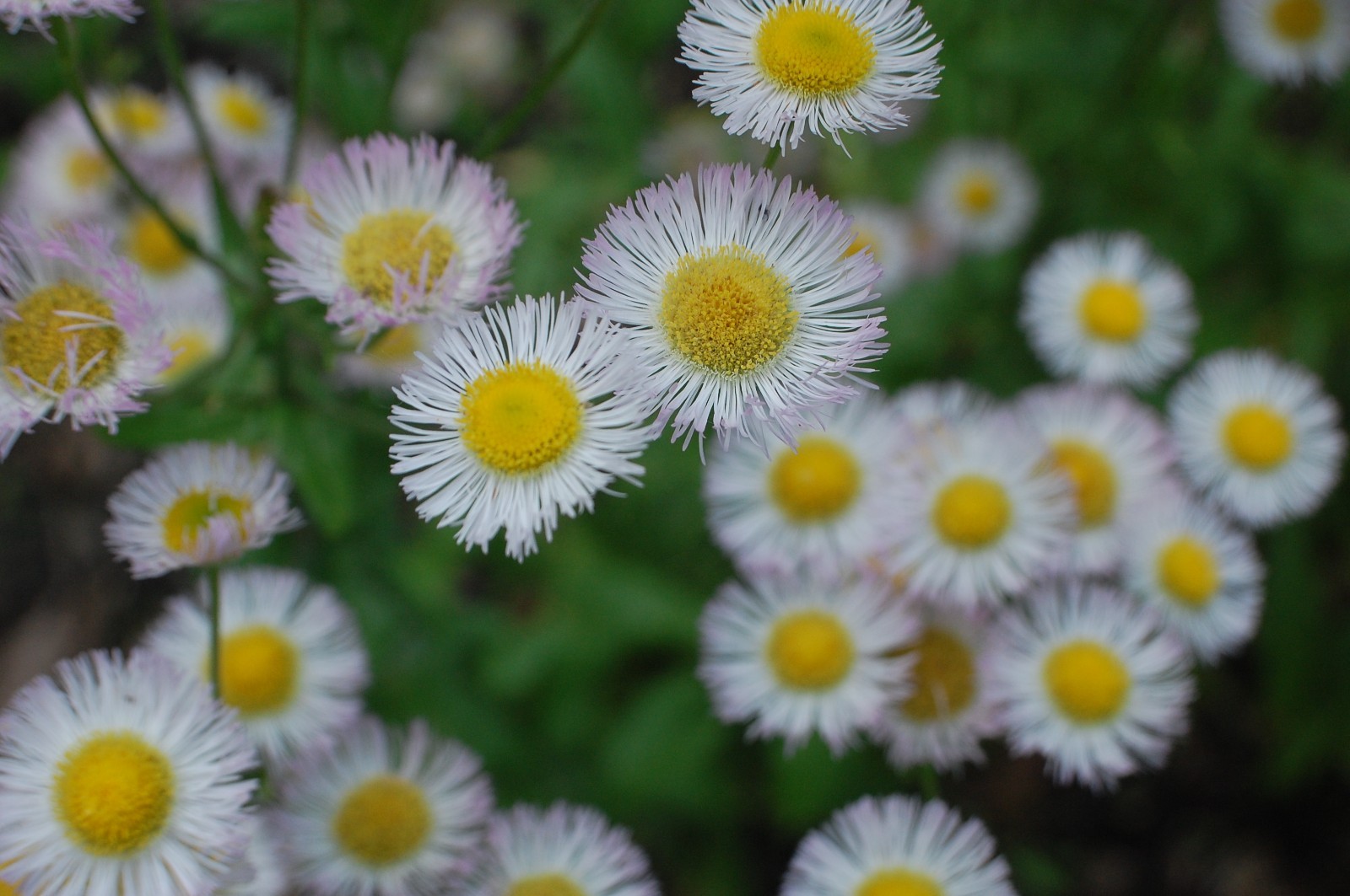 1/4 TSP + PHILADELPHIA FLEABANE DAISY SEEDS/Erigeron philadelphicus/NATIVE US