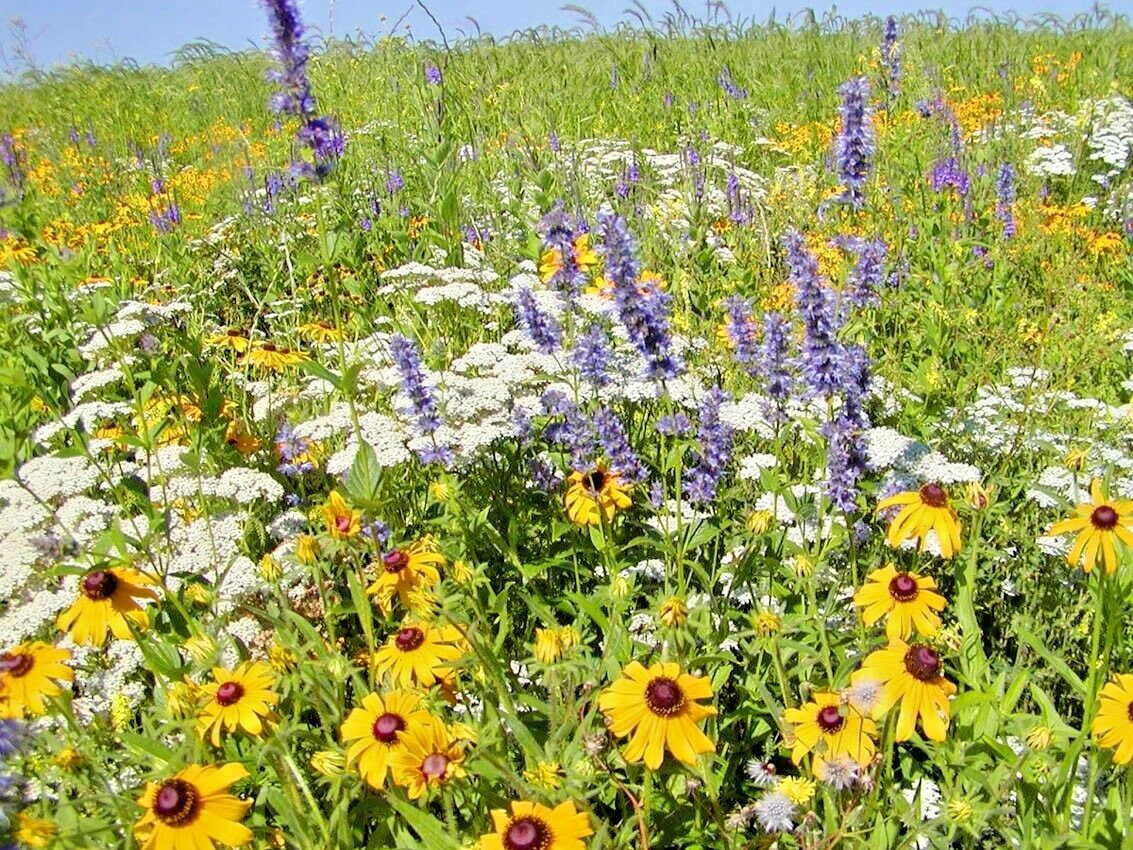 101+Purple GIANT HYSSOP Seeds Native Wildflower Drought Heat Cold Pollinators