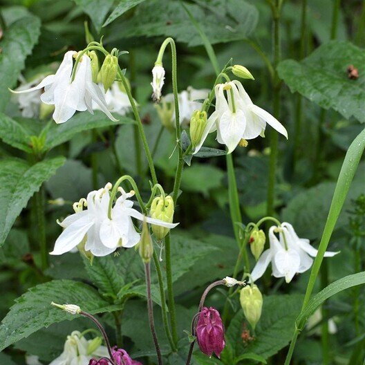 Dwarf EUROPEAN COLUMBINE Mixed Colors Perennial NA Native Non-GMO 200 Seeds!
