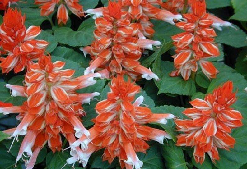 50 Orange White Salvia Seeds Flower Seed Perennial Flowers Hummingbird 178