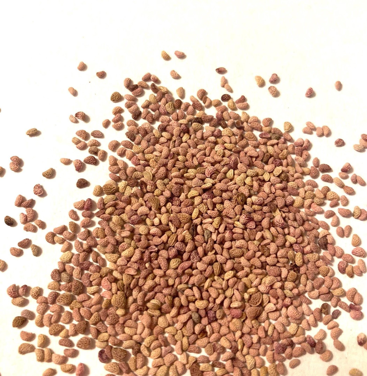 Black Raspberry Seeds (Rubus Occidentalis) Blackcap Raspberry Thimbleberry