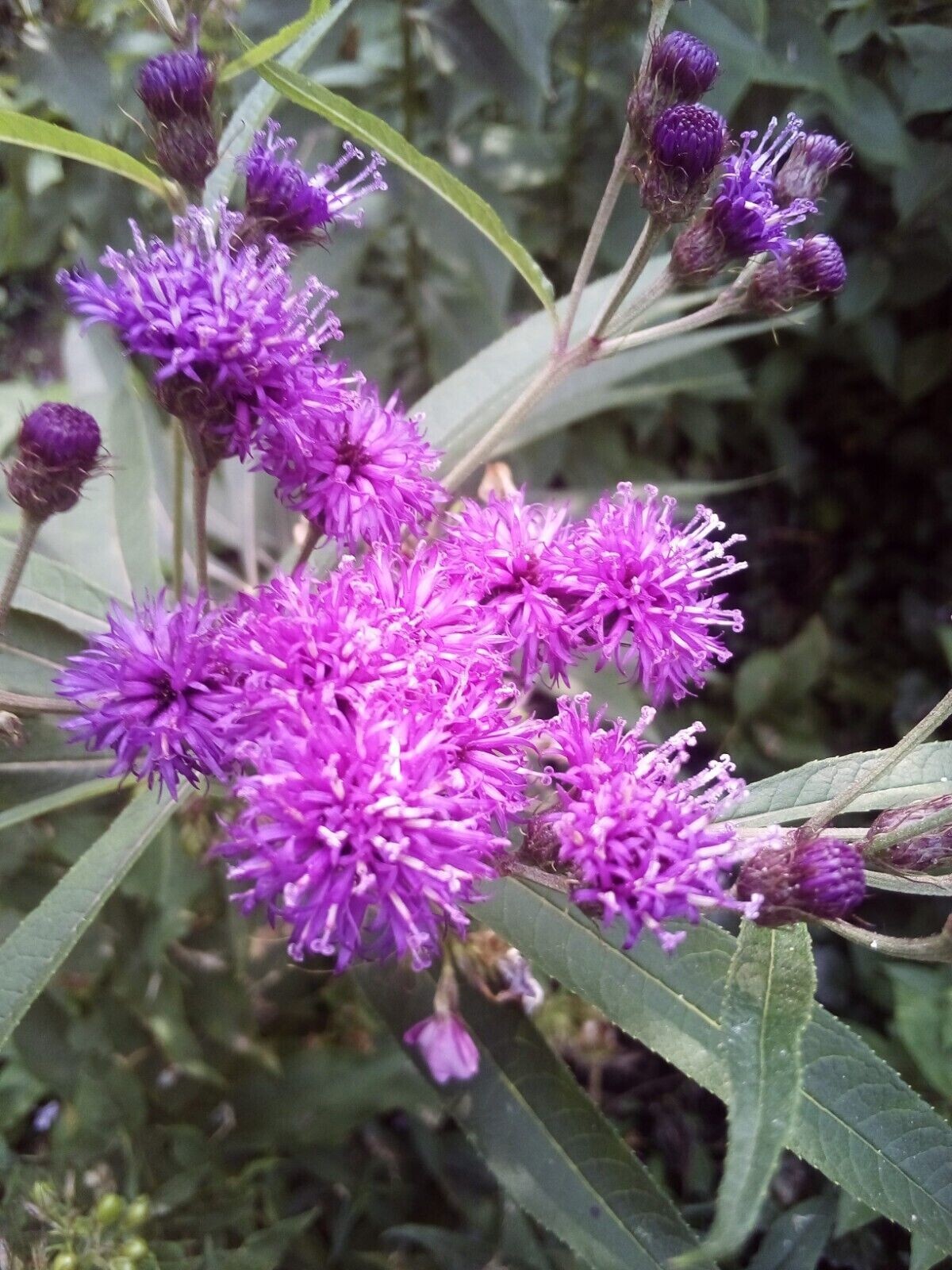 30 SEEDS IRONWEED VERNONIA FASCICULATA