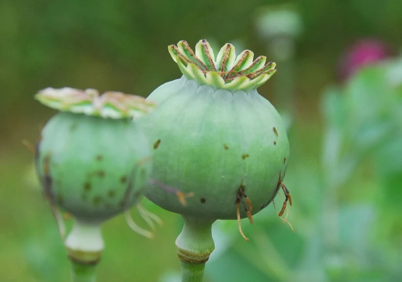 1,000 Blue Moon Poppy Seeds – P. Somniferum – Off White Blooms With Purple Eyes